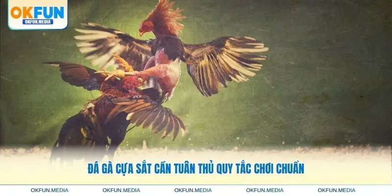 da-ga-cua-sat-tuan-thu-luat-choi